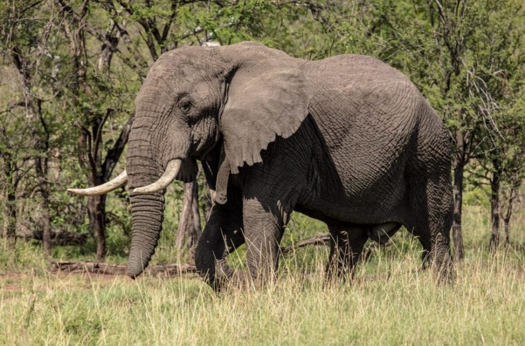 2 Day Tanzania Lodge Safari In Lake Manyara & Ngorongoro Crater