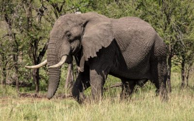 2 Day Tanzania Lodge Safari In Lake Manyara & Ngorongoro Crater