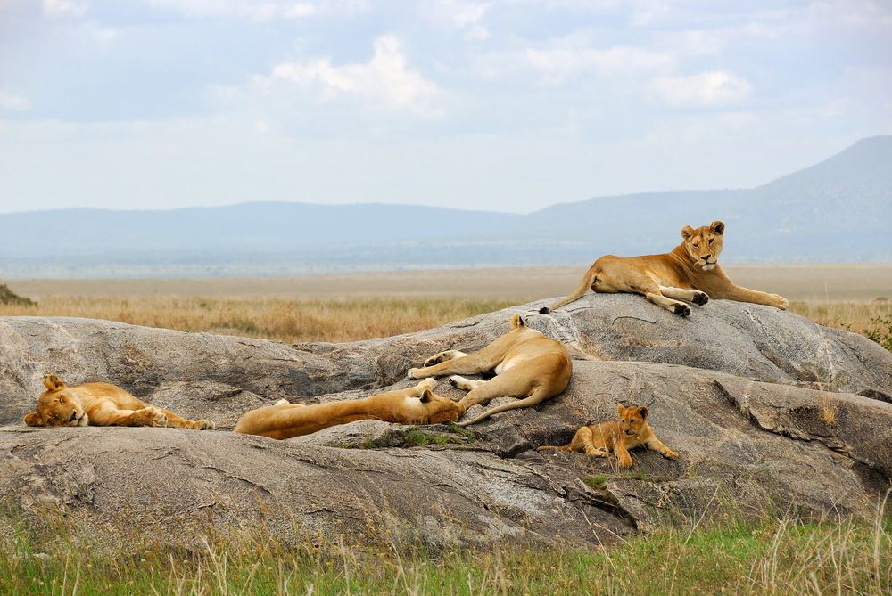 4 Days Affordable Safari In Tanzania | Simba Safari