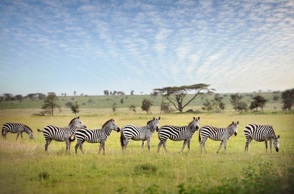 4 Days Camping Safari to Tarangire Serengeti & Ngorongoro Crater