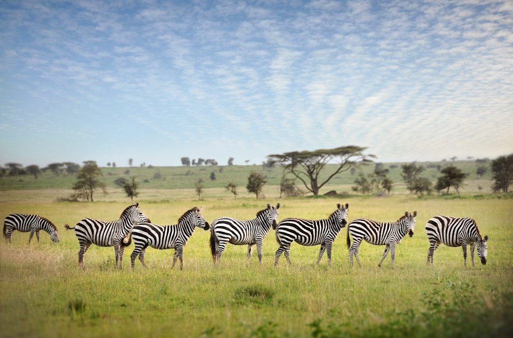 4 Days Camping Safari to Tarangire, Serengeti & Ngorongoro Crater