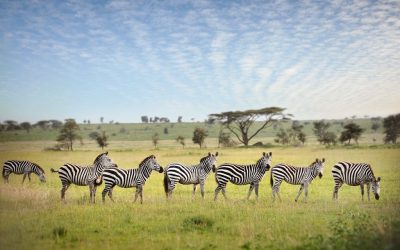 4 Days Camping Safari to Tarangire, Serengeti & Ngorongoro Crater