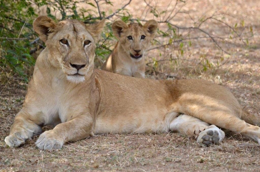 5 Days Tanzania Big Cats Safari In Serengeti National Park