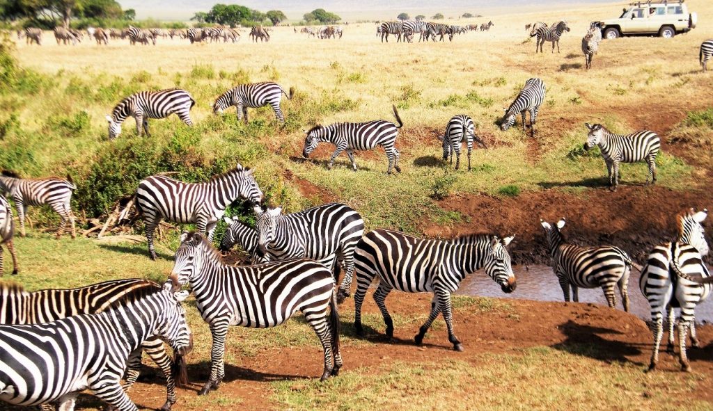 5 Days Tanzania Lodge Safari to Ngorongoro Crater & Lake Manyara