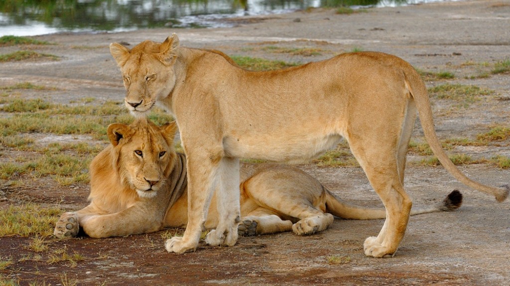 6 Days Best Of Tanzania Affordable Big Five Safari