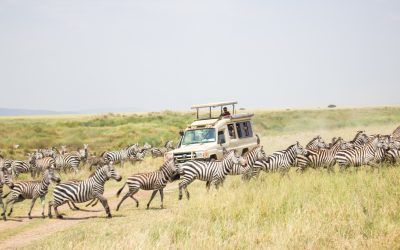 7 Day Serengeti and Ngorongoro Adventure Safari