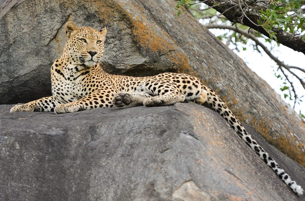 7 Days Best Tanzania Wilderness Tented Camps Safari