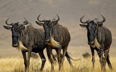 7 Days Serengeti Western corridor Wildebeest Migration