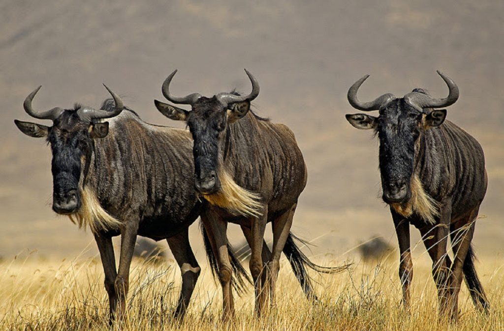 7 Days Serengeti Western corridor Wildebeest Migration