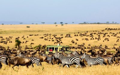 7 Days Serengeti Wildebeest Migration Group Join Safari
