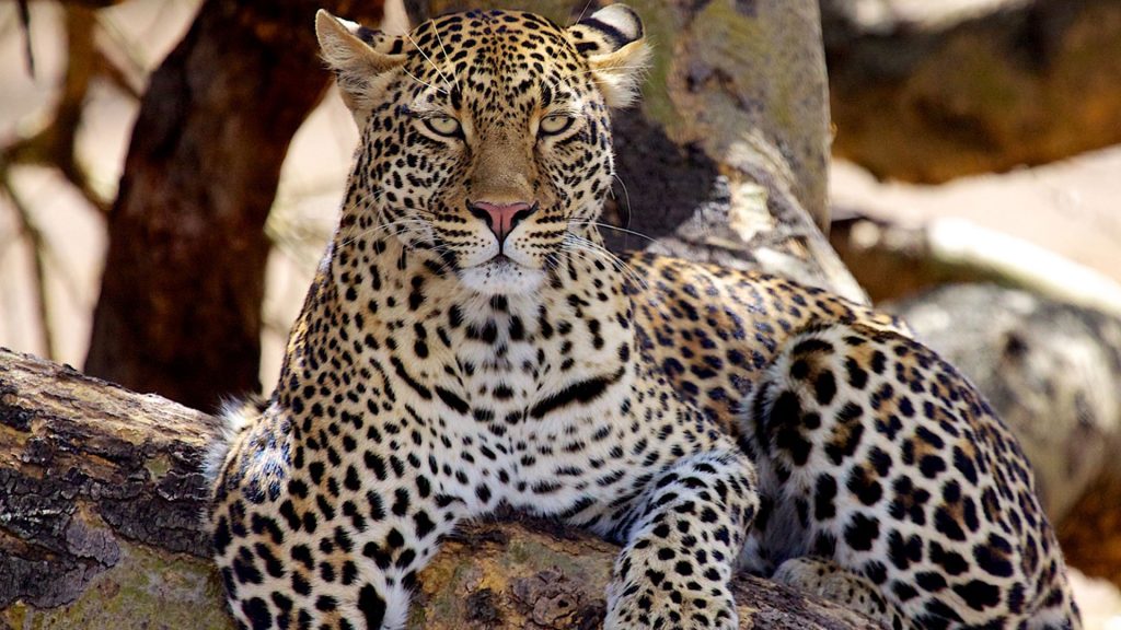 8 Day Best Northern Tanzania Wildlife Safari Tour