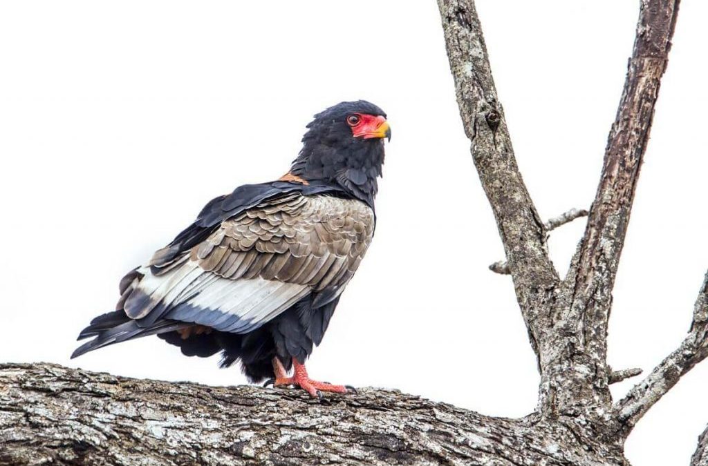 8 Days Best Tanzania Birds Watching & Walking Safari