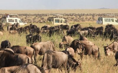 8 Days Wildebeest Calving Migration Ndutu (December to April)