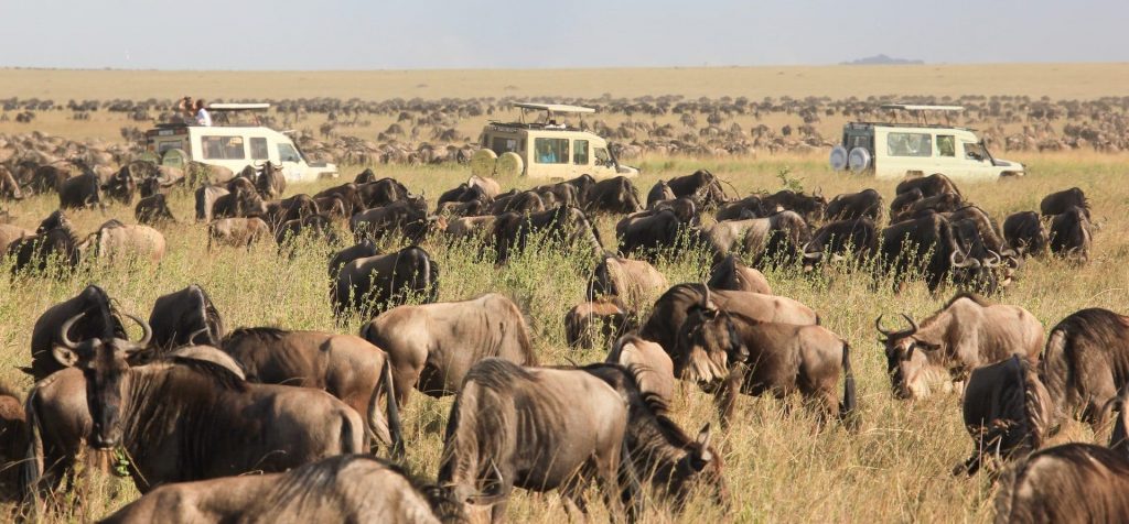 8 Days Wildebeest Calving Migration Ndutu (December to April)