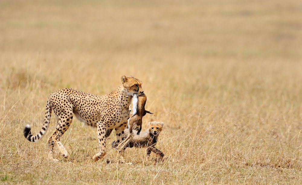 9 Days Tanzania Wildlife Safari "The Royal Tour"