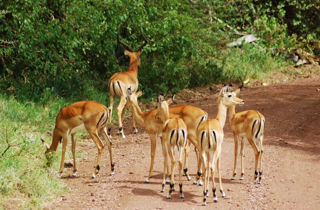 Day Tour to Lake Manyara National Park