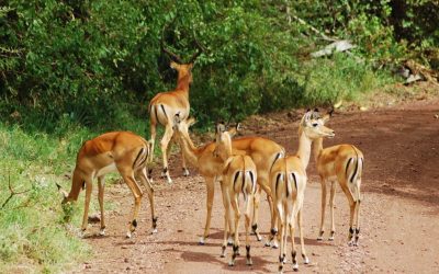 Day Tour to Lake Manyara National Park