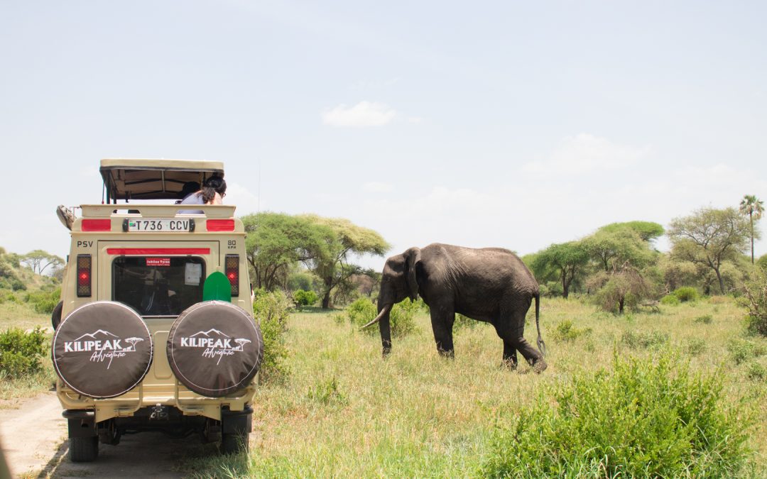 Day Tour to Tarangire National Park