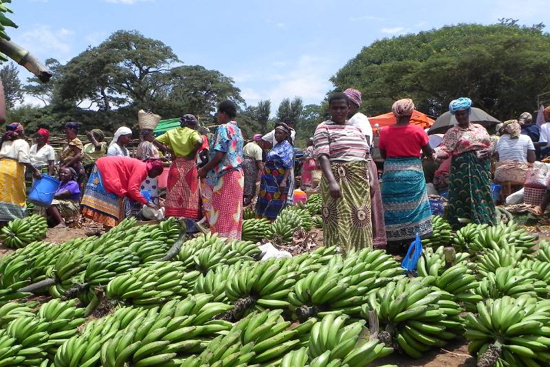 Marangu Village Walking and Cultural Tour