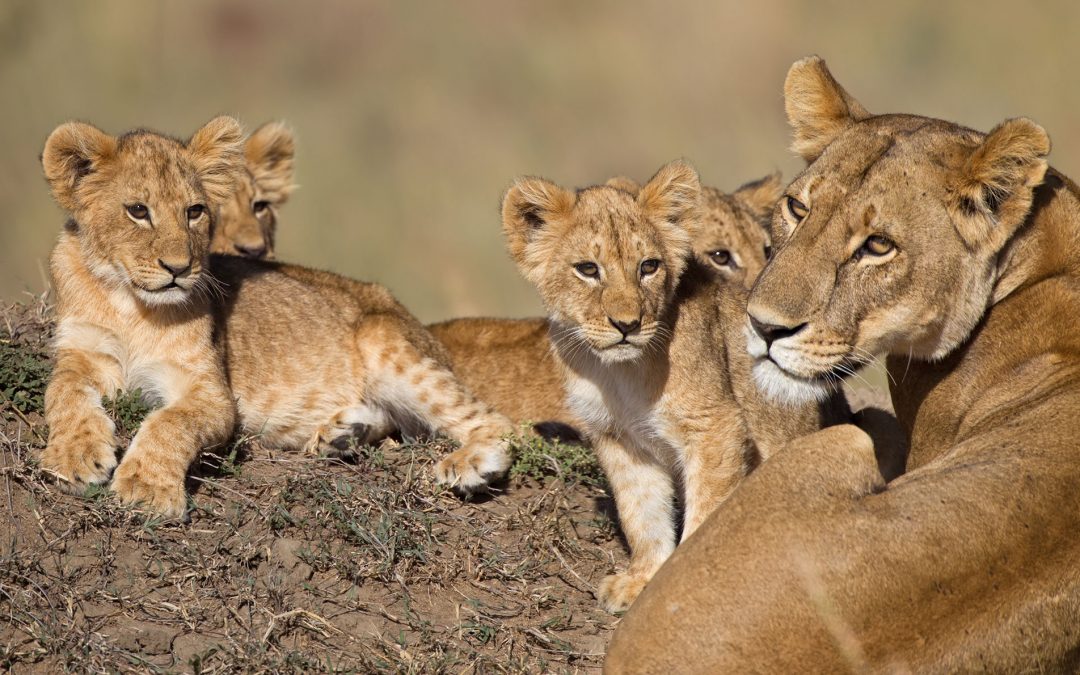 6 days Tanzania group joining safari