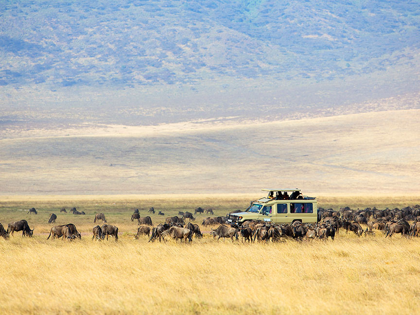 The Great Serengeti Wildebeest Migration Calendar